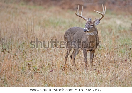 ストックフォト: Whitetail Deer Button Buck