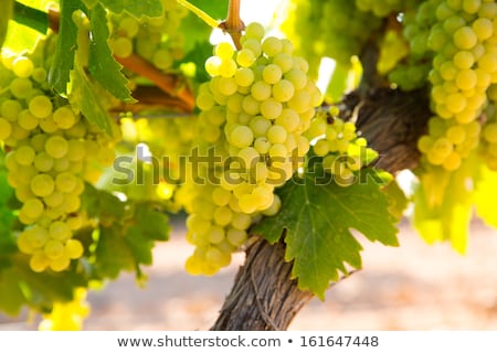 Wijngaard Druivenvelden In Mediterraan Spanje Stockfoto © lunamarina