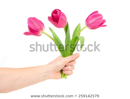 Сток-фото: Beautiful Young Girl With Tulipsisolated On A White Background