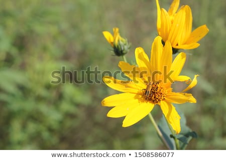 [[stock_photo]]: Beetles On A Yellow Flower