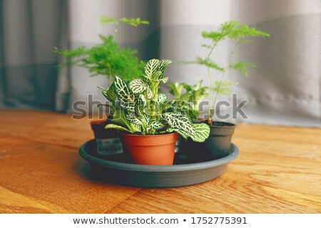 ストックフォト: Small Green Plant