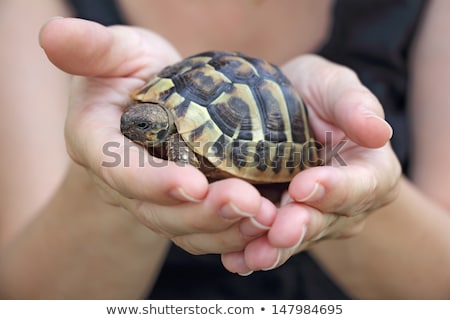 Zdjęcia stock: Turtles In The Hands Of A Woman