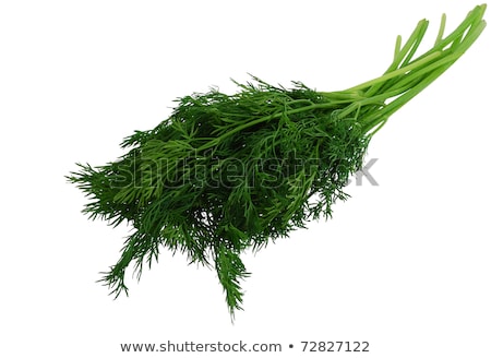 Stock photo: Fresh Dill Weed