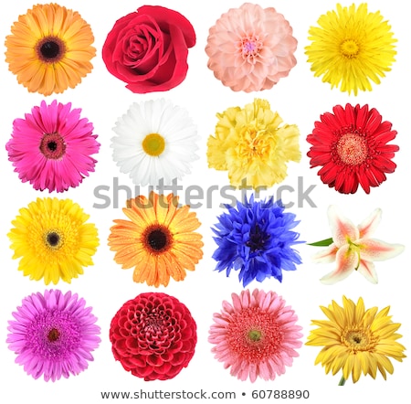 [[stock_photo]]: Aisy · Flower · Photo · de · Gerbera · rouge · sur · blanc