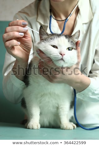 Zdjęcia stock: Doctor Cleaning Dog Ear In Clinic For Veterinarian Profession