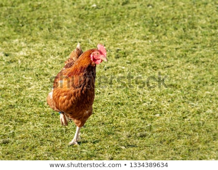 Organic Farming Wiht Happy Hens Zdjęcia stock © manfredxy