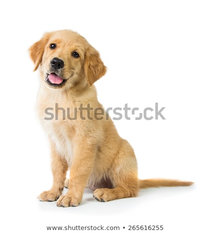 Stockfoto: Golden Retriever Puppy