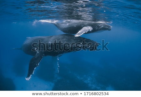 Stok fotoğraf: Baby On Whale