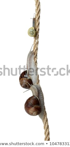 Race Of Snails Two Climb A Cord Stock fotó © pterwort