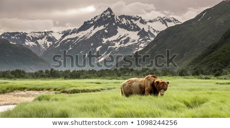 Stock photo: Bear On Alaska