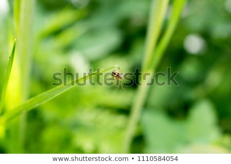 Foto stock: Small Spider Hunting