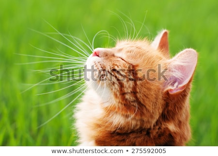 Stockfoto: Cute Cat In The Garden