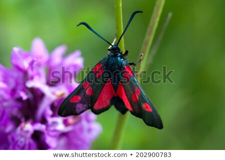 Zdjęcia stock: Five Spot Burnet