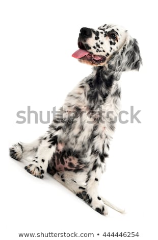 Stock fotó: Lovely Puppy English Setter In A White Photo Background