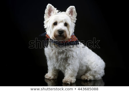 Сток-фото: West Highland White Terrier Posing In A Dark Photo Studio