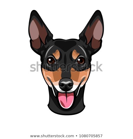 Russkiy Toy Terrier Standing And Watching Vector Foto stock © Khabarushka