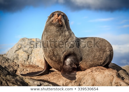 Stock foto: New Zealand Fur Seal Colony