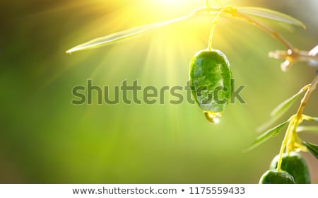 Stock fotó: Ripe Green Olive Fruit On Branch In Organic Orchard