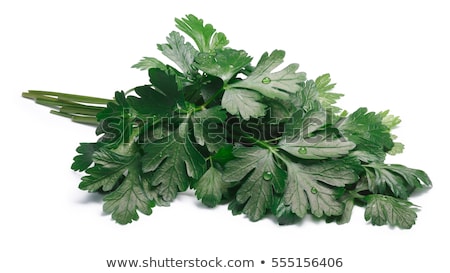 Stok fotoğraf: Parsley Petroselinum Crispum Paths