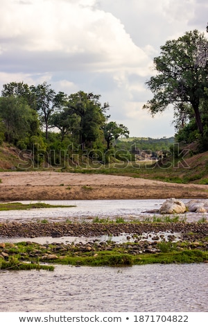 Stok fotoğraf: Green Riverine Vegetation