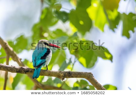 Stock photo: Woodland Kingfisher Ethiopia Africa Wildlife