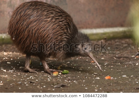 Foto d'archivio: Kiwi Bird