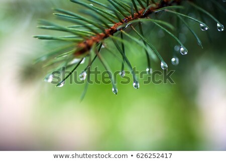 Stockfoto: Pine Branch With Raindrops And Sun