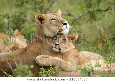 Stockfoto: Two African Lioness With Cubs
