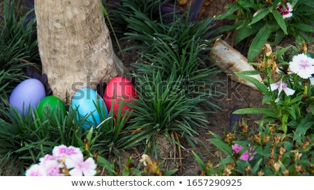 Foto d'archivio: Easter Eggs Hidden For Hunt In Daffodil Field