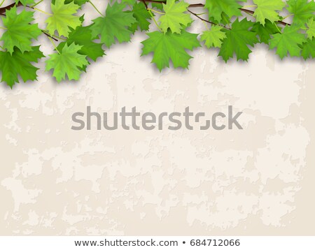 ストックフォト: Old Shabby Cement Wall With Green Branches Of The Maple