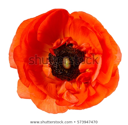 Stock photo: Red Poppy Detail