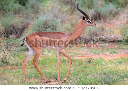 ストックフォト: Gerenuk