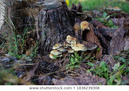 Foto stock: Moss Close Up View With Little Mushrooms