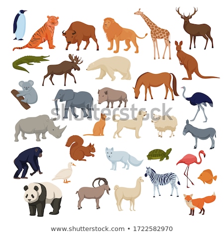 Zdjęcia stock: Set Of Wild Animals