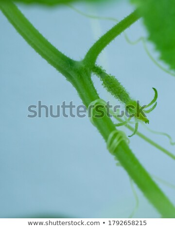 Stok fotoğraf: Cucumber Born From Bloom Flower