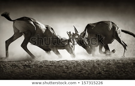 Stock photo: Red Hartebeest Dual In Dust