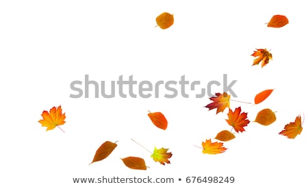 Foto stock: Autumn Colored Falling Leafs Isolated On White Background