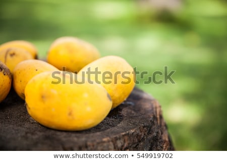 Stock fotó: Fresh Green Mango Fruit Plant Outside In Summer