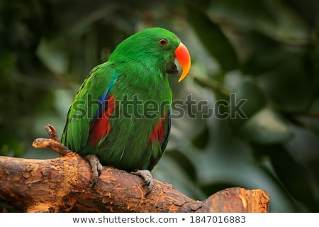 ストックフォト: Beautiful Red Eclectus Parrot Sitting On A Perch