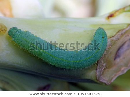 Foto stock: Small White - Pieris Rapae