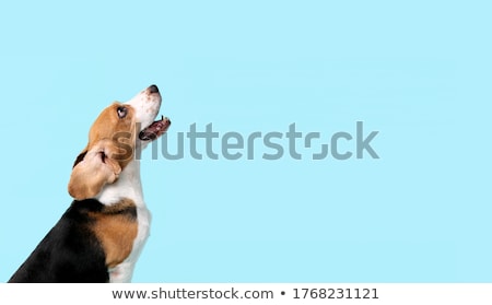 Foto stock: Studio Shot Of An Adorable Beagle