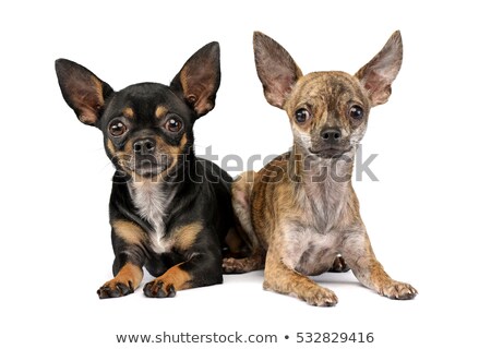 Foto d'archivio: Studio Shot Of Two Adorable Short Haired Chihuahua