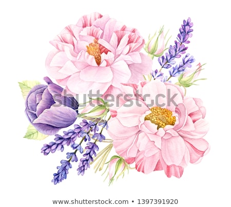 Foto stock: Pink And Violet Tulips Flowers