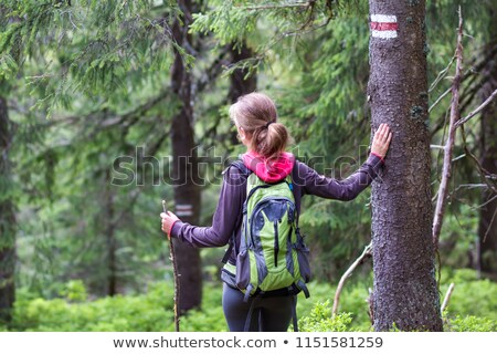 Сток-фото: Pine Tree Holding A Sign
