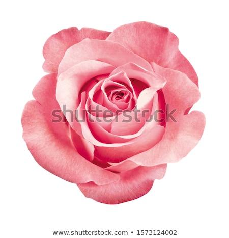 Foto stock: Spring Pink Rose Flower Blossom Isolated On White