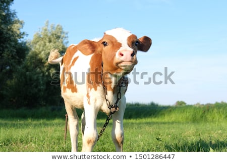 ストックフォト: Portrait Of Little Cow