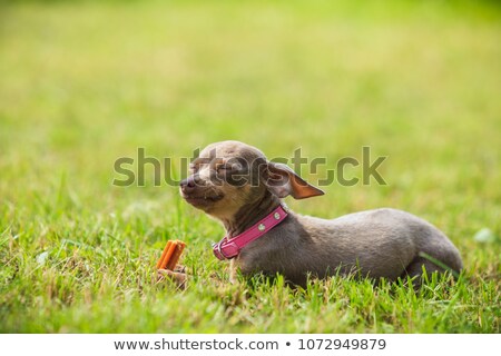 Foto stock: Brown Pinscher Dog Playing With Bone