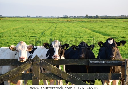 Stock photo: Cow At Farm