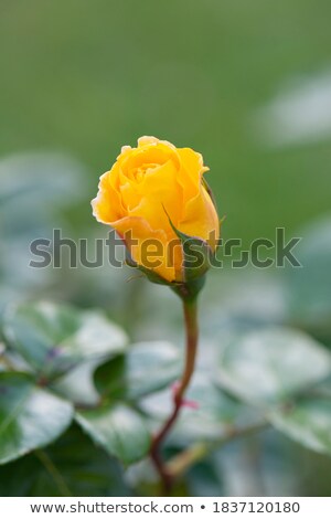 Foto stock: Rose Flower Buds