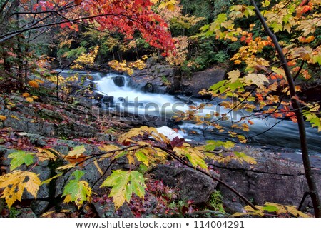 Foto stock: River Framed By Colorful Autumn Leaves Of Many Different Colors